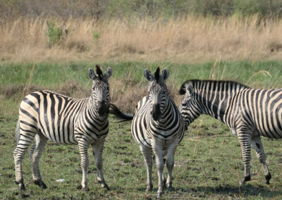 Botswana Adventure Safari Zebras Header