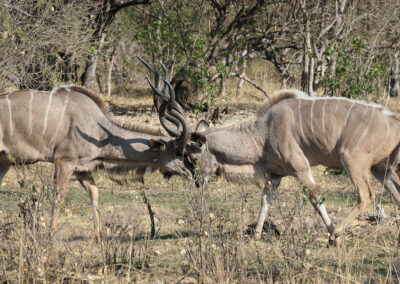 Safari Travel Experience Header Kudu