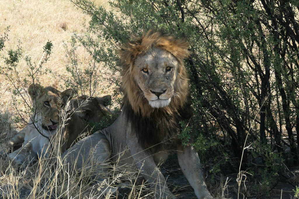 African safaris and conservation saves lions