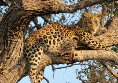 Botswana Wilderness Safari Leopard Header