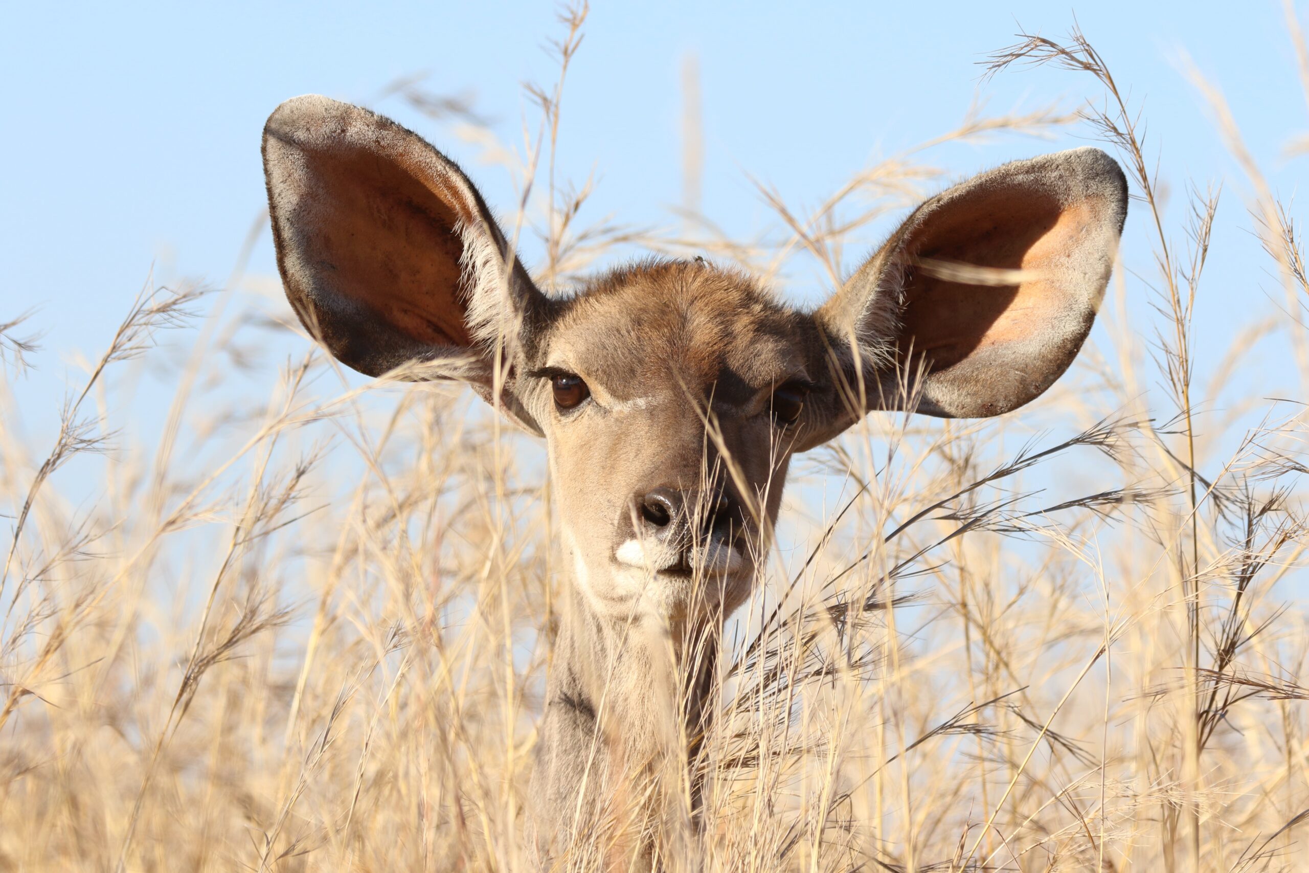 safari afrika tips