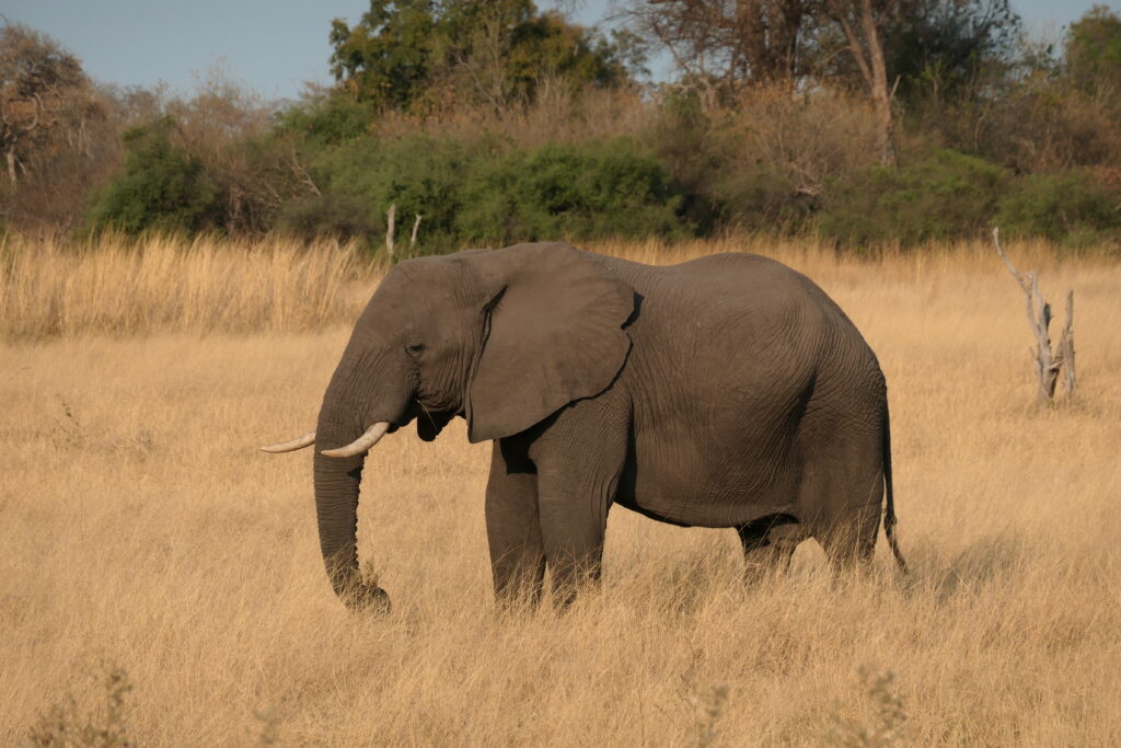 Protecting Botswana's Elephants
