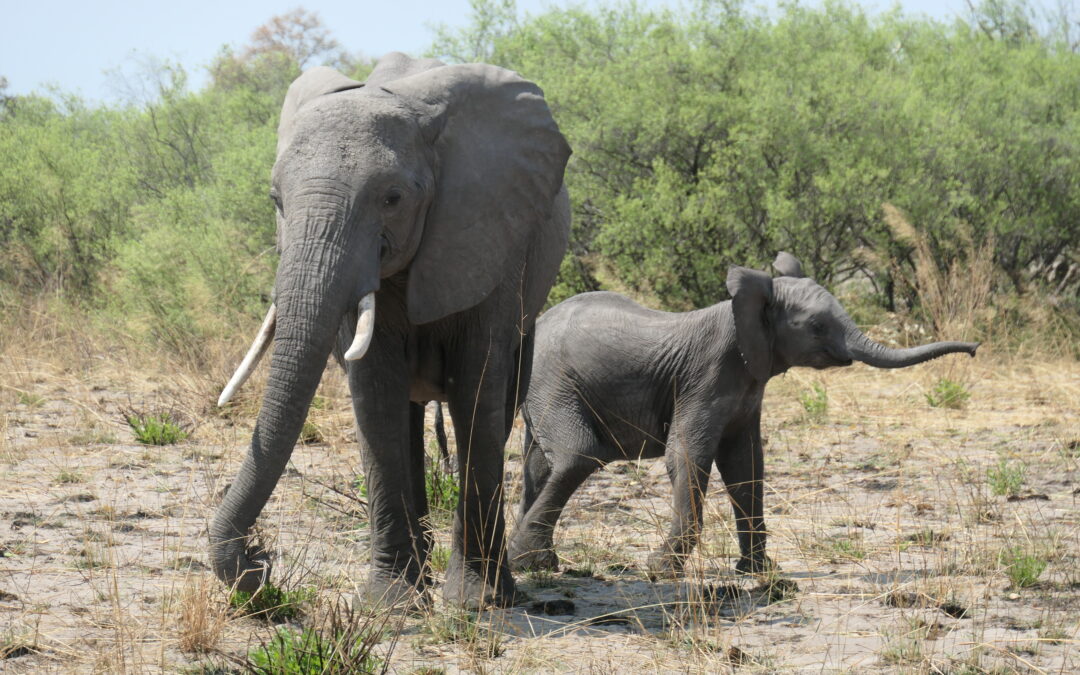 Protecting Botswana’s Elephants: The Hunting Ban and Safaris