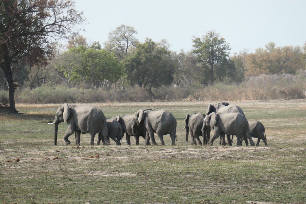 Elephant Hunting Ban