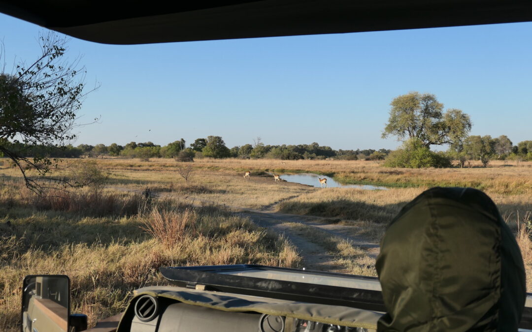 On a Game Drive in Botswana: On Safari in Khwai