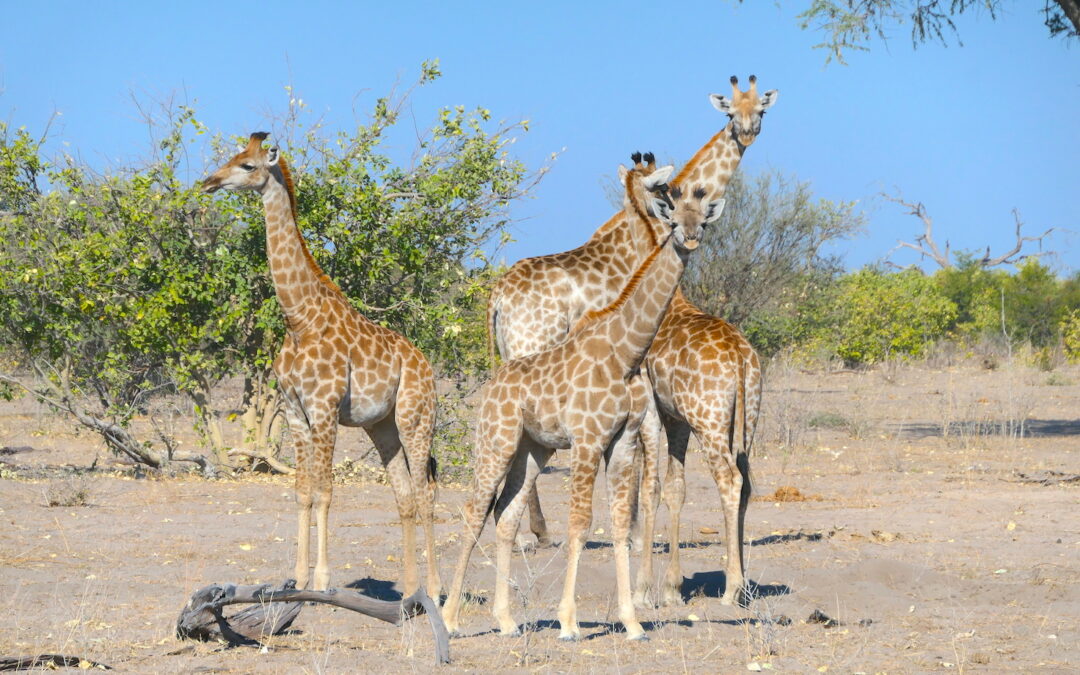 Giraffes on a game drive in Botswana