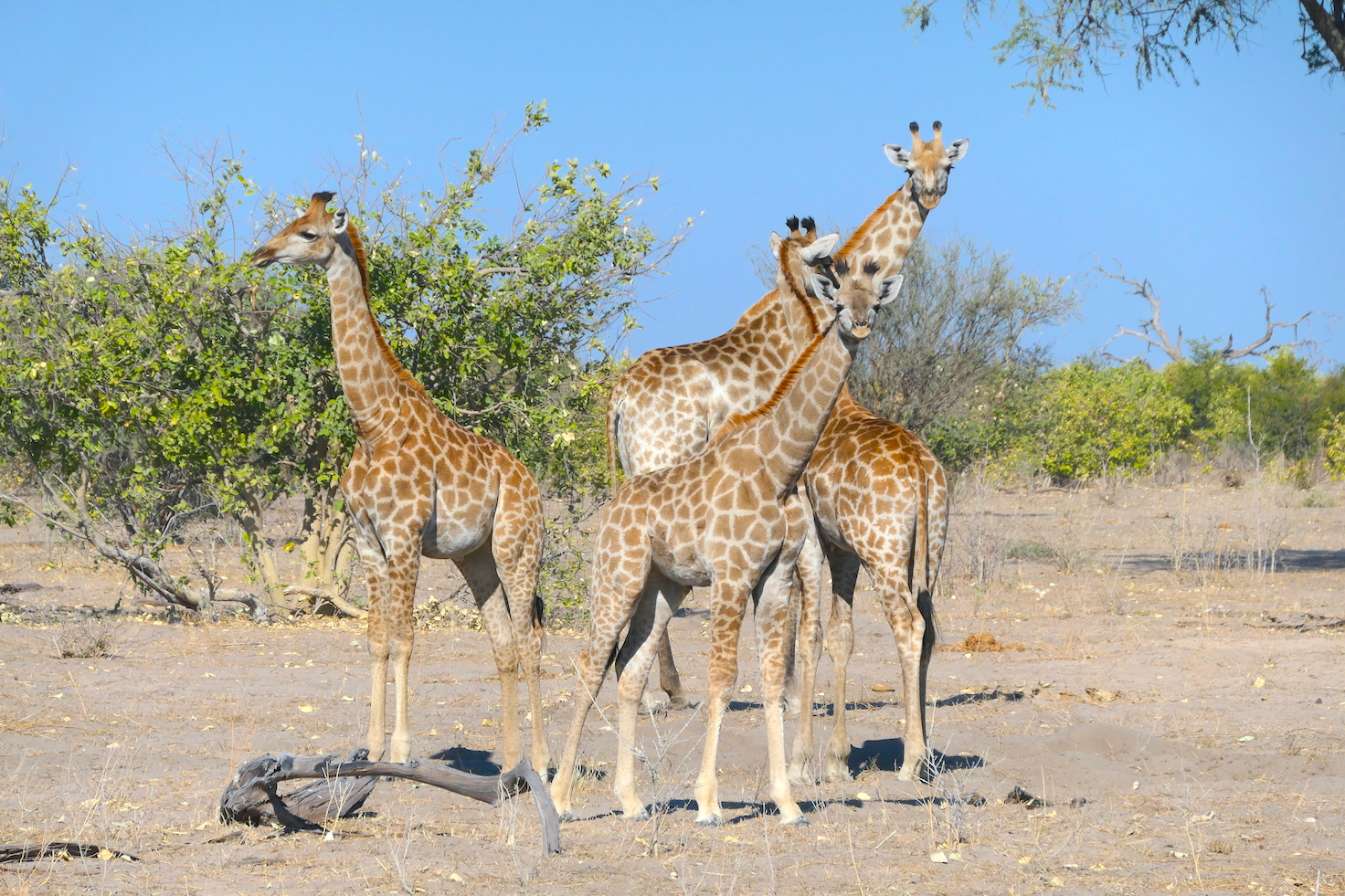 Giraffes on a game drive in Botswana