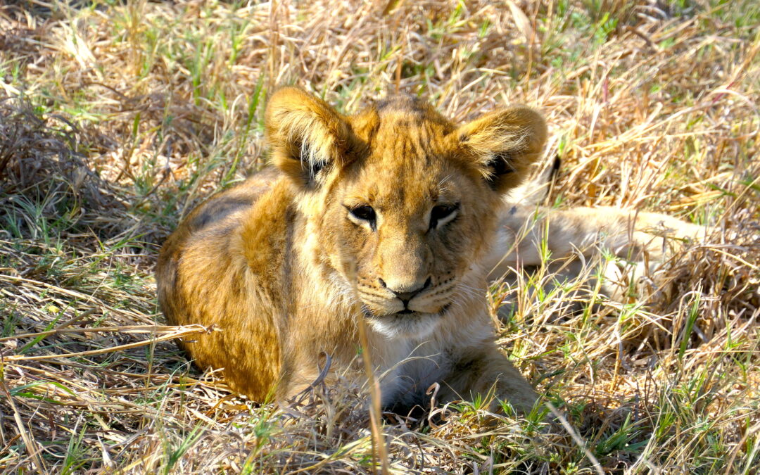 Lions Are Disappearing: African Safaris and Conservation