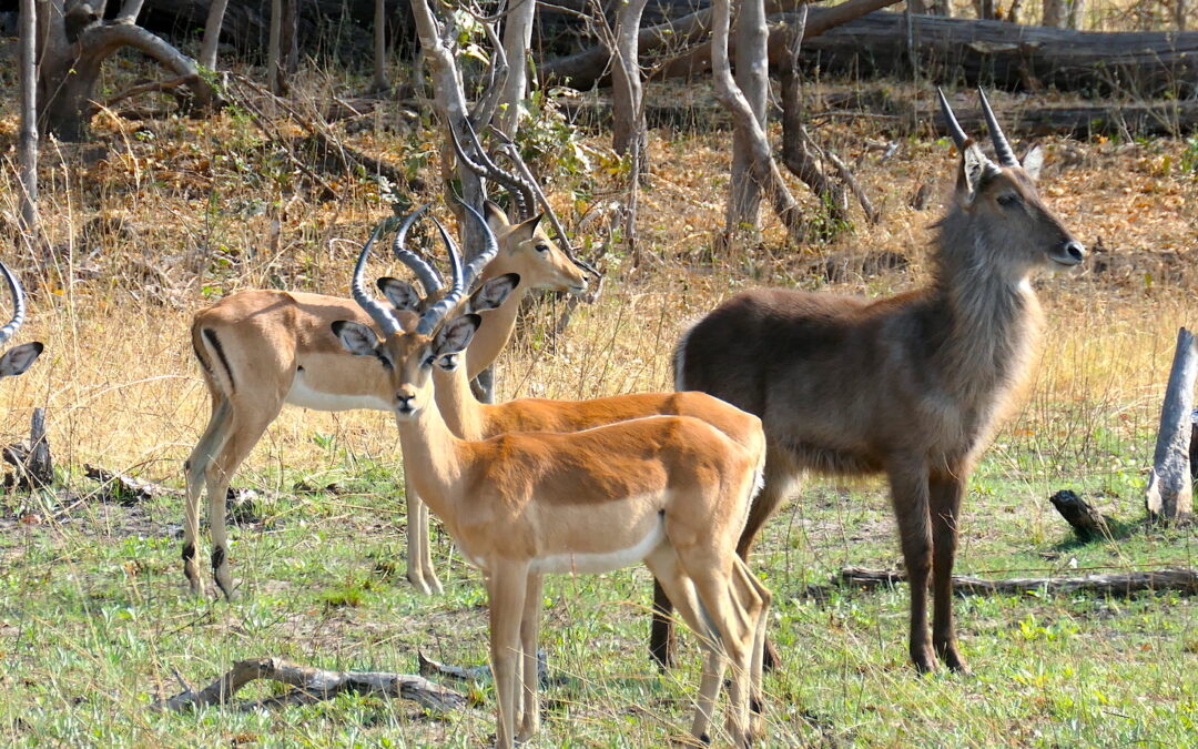 The Animals of Botswana: Antelopes
