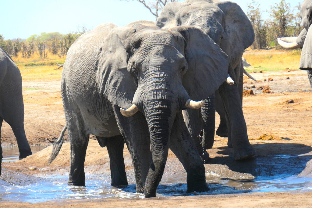 Animals of Botswana: What Are Africa's Big 5 on Safari? - Brave Africa