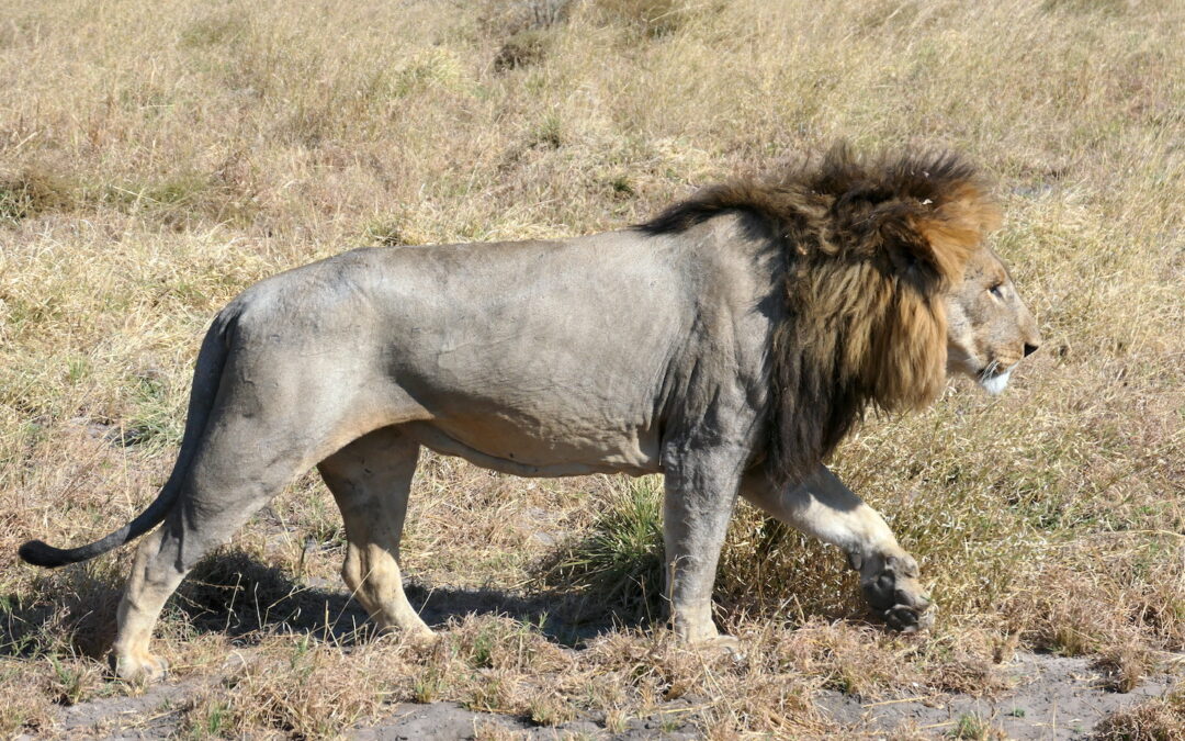 Animals of Botswana: What Are Africa's Big 5 on Safari? - Brave Africa
