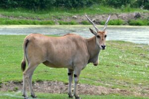 Botsawna Antelope Eland