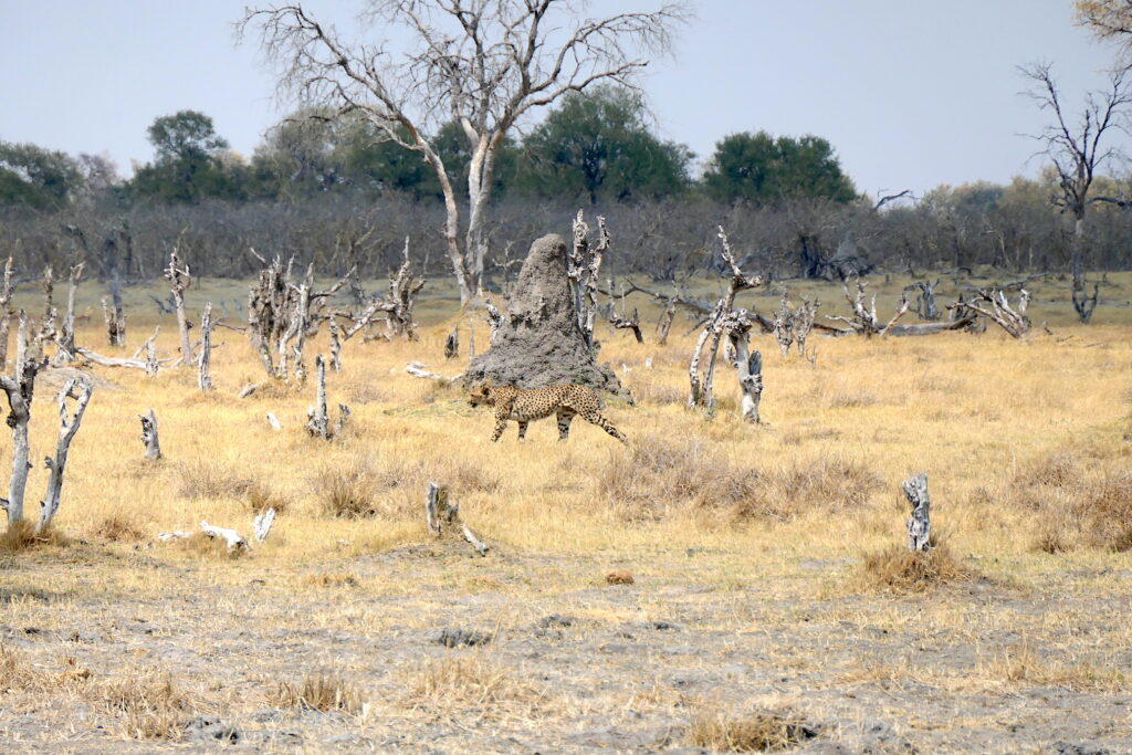 Botswana animal safari with a cheetah