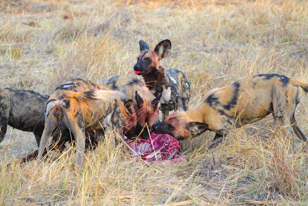 brave africa safari wild dog kill