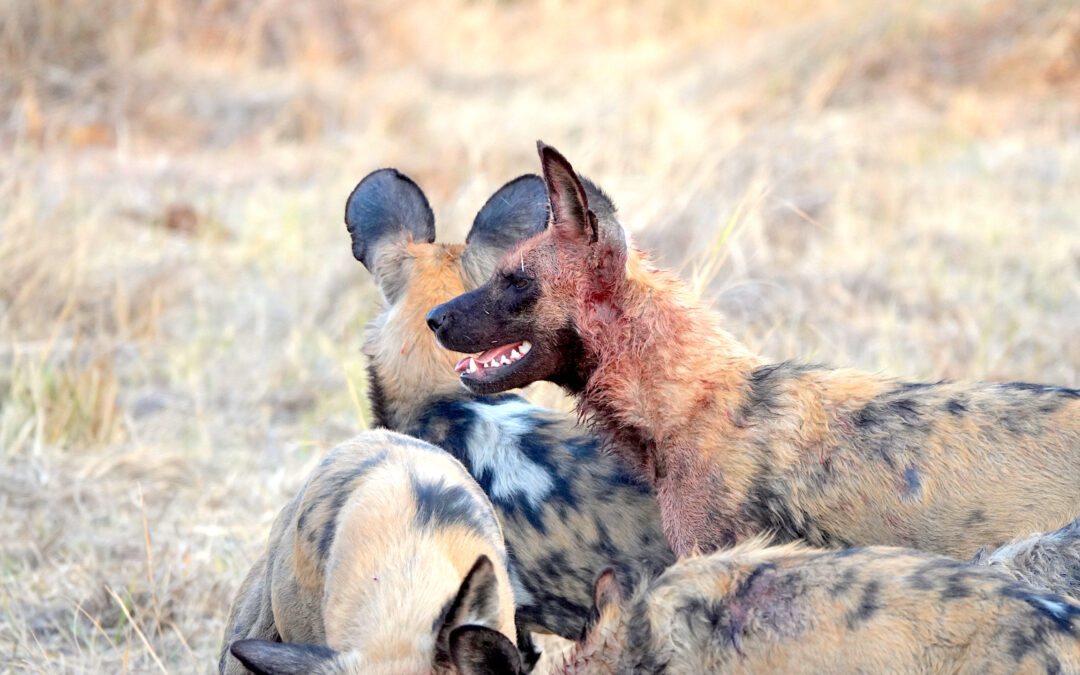 Botswana animal safari dog smiling