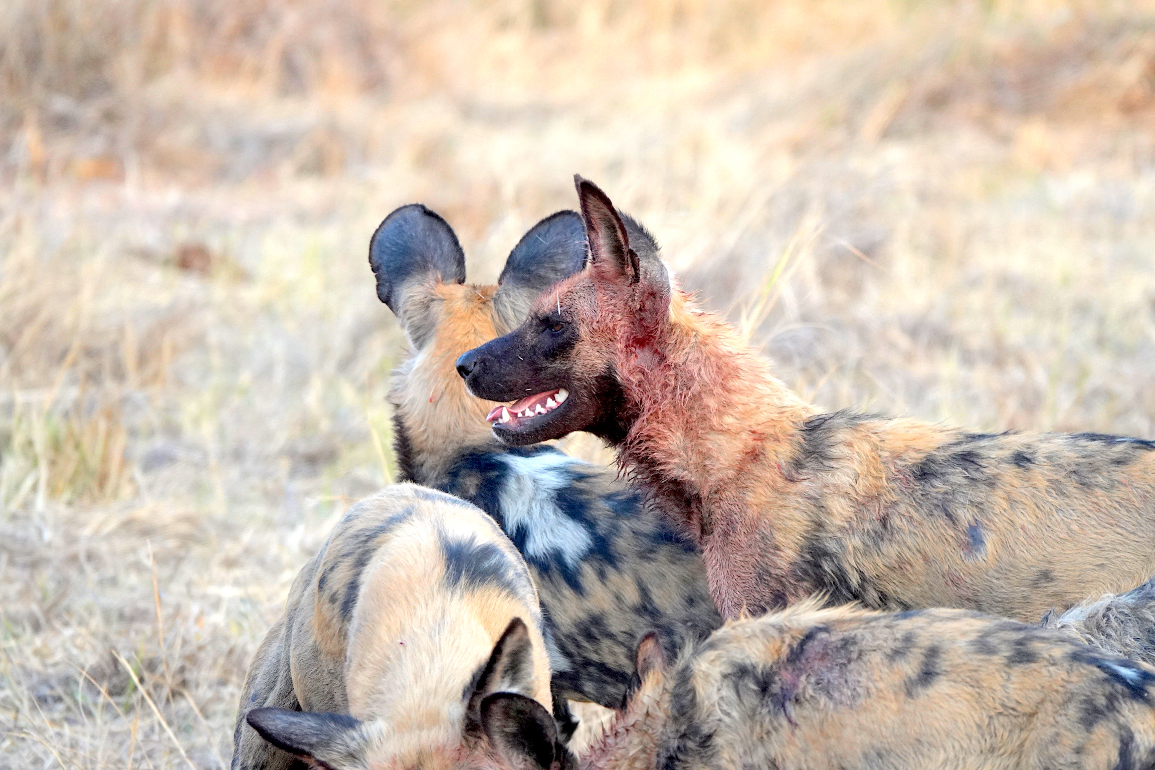 Botswana animal safari dog smiling