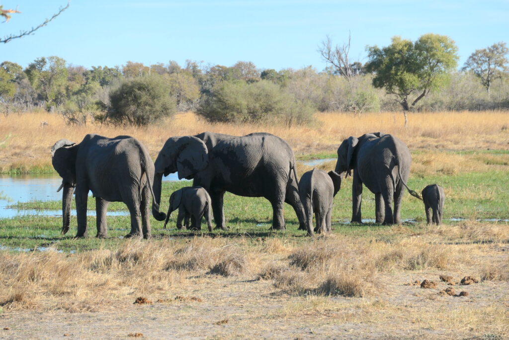 botswana animal safari elephants at airstrip