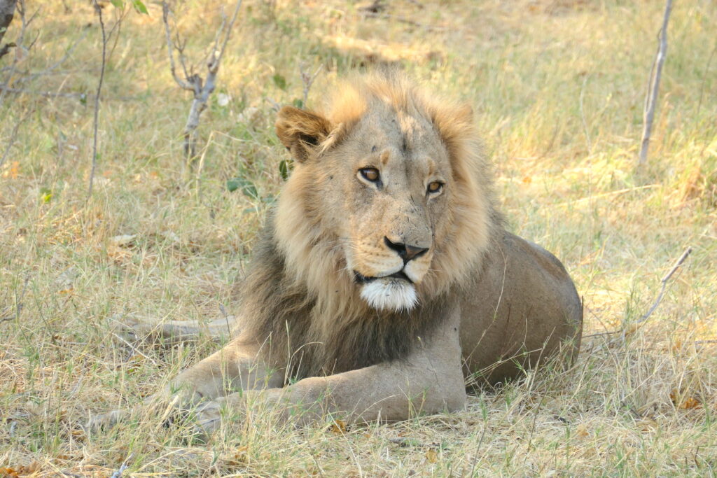 best animal sightings botswana male lion