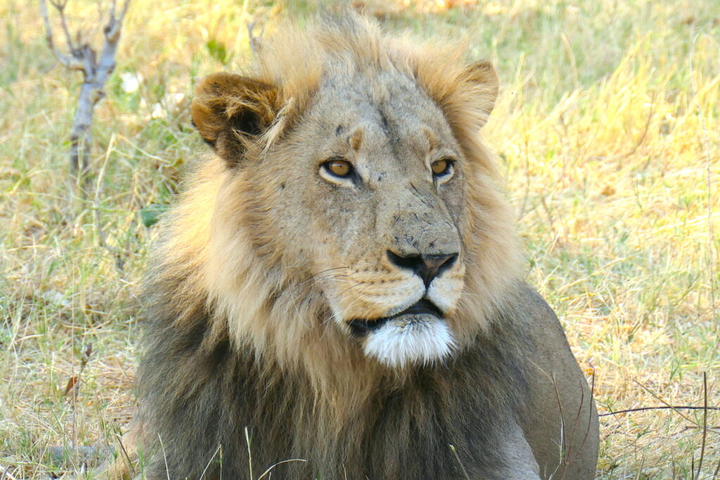 All-Day Game Drive Lion