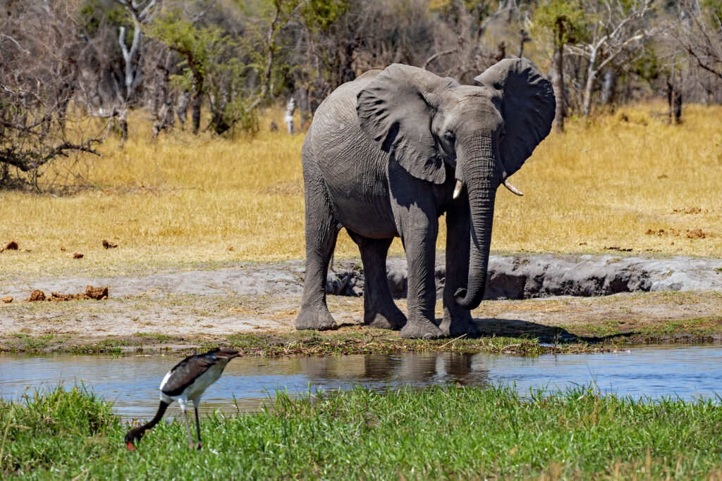 on safari in Botswana