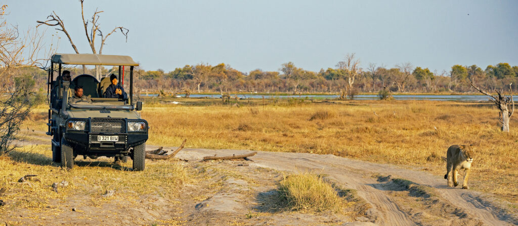 Lions in the Okavango Delta