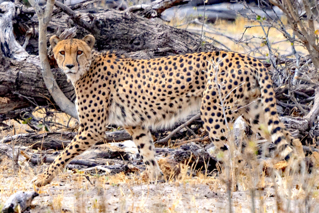 best time to go on a Botswana safari and see cheetah