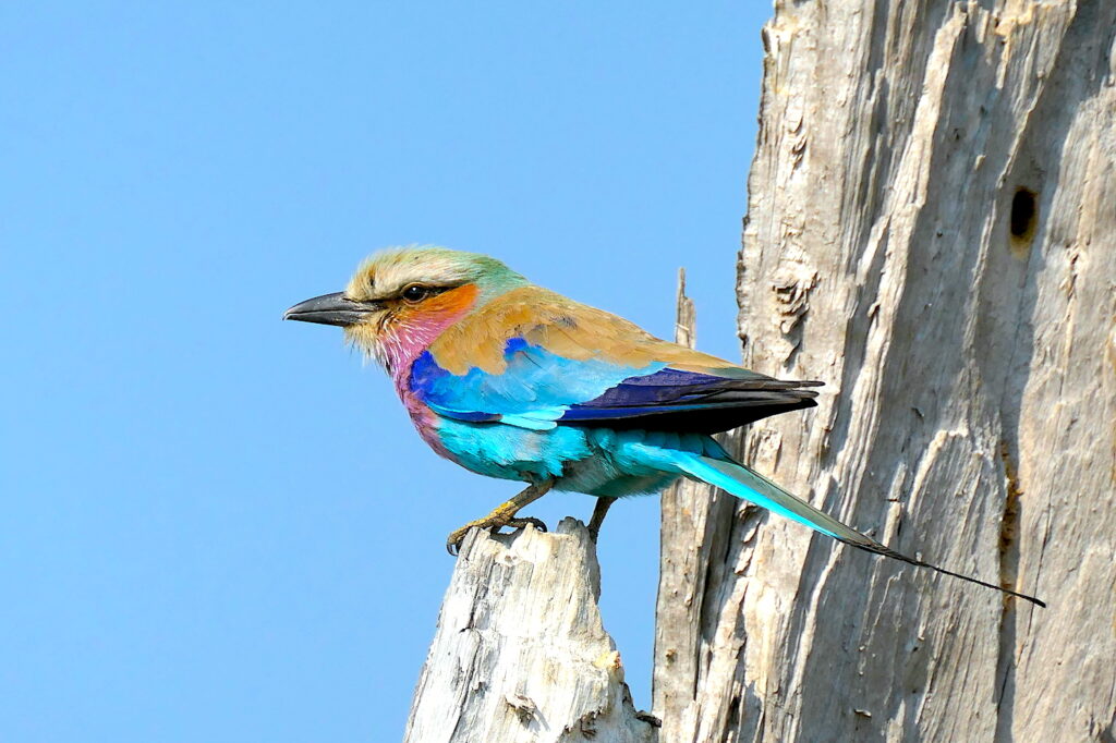 birding Botswana