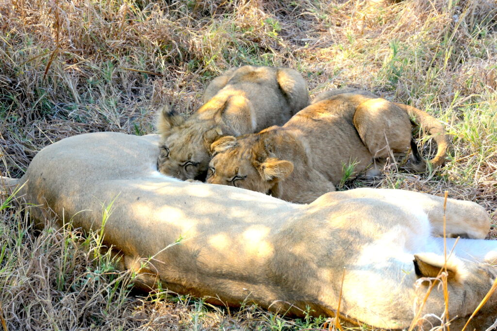 Lion cubs Botswana Brave Africa