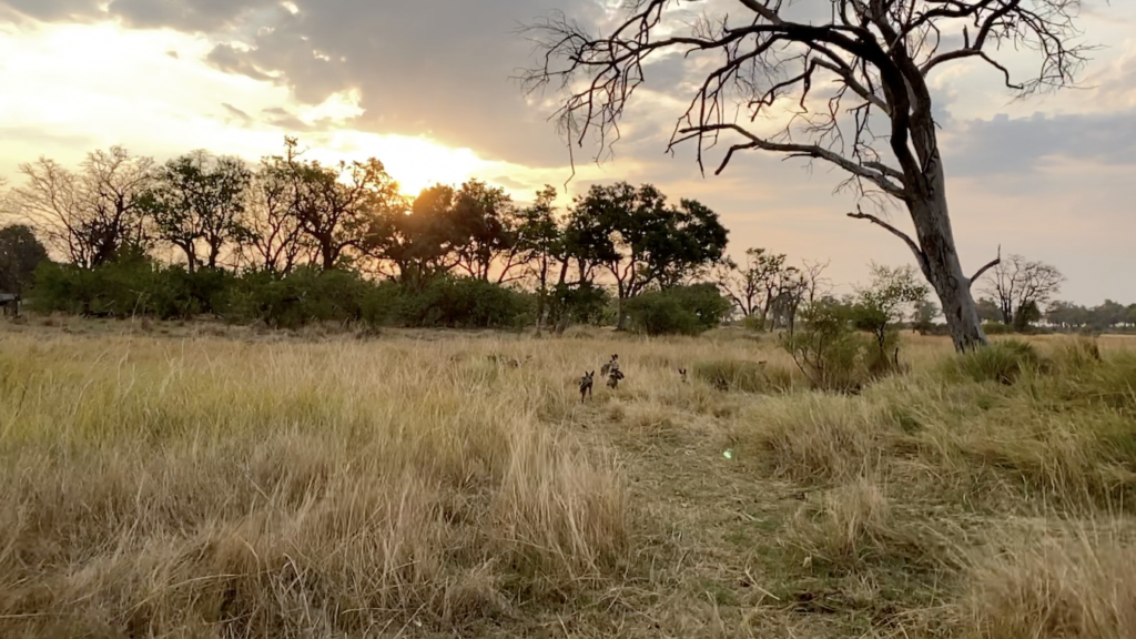 Wild Dogs in Moremi