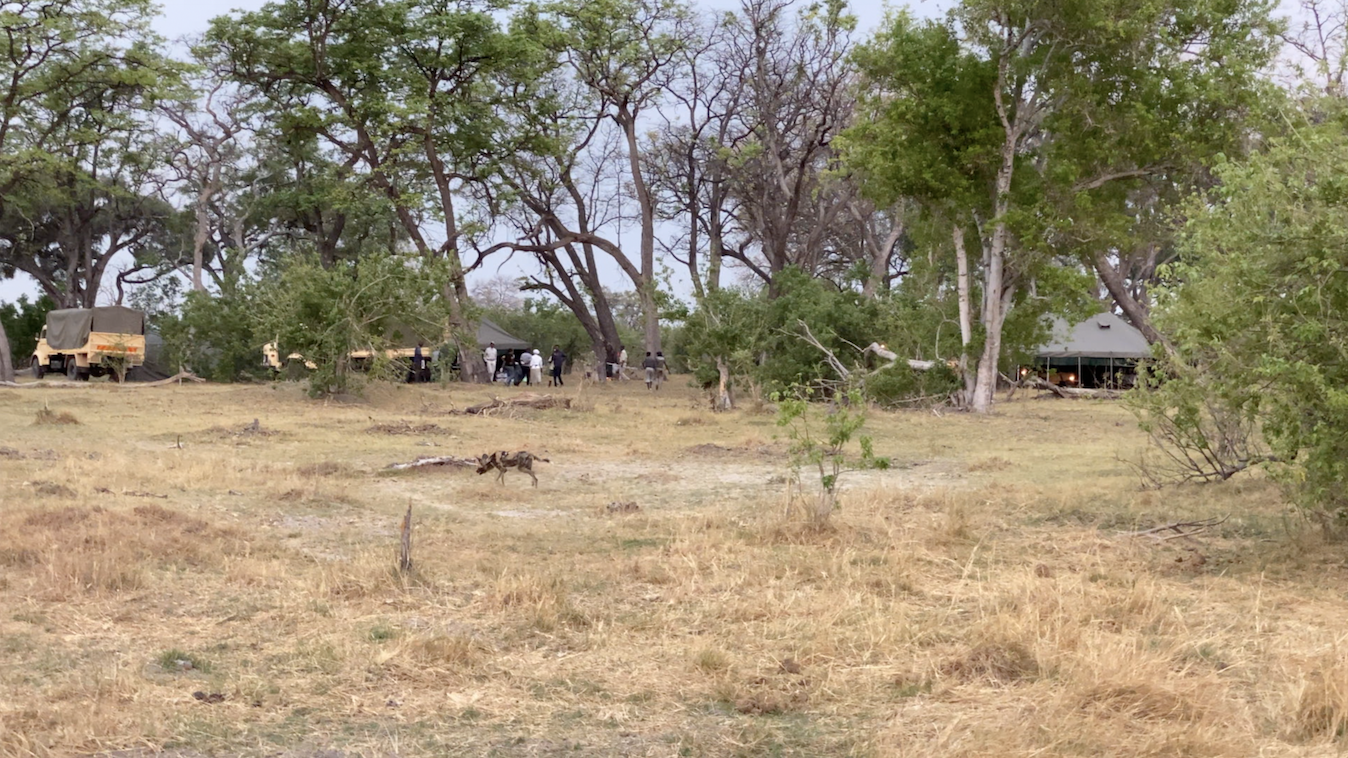 Wild Dogs at Brave Africa