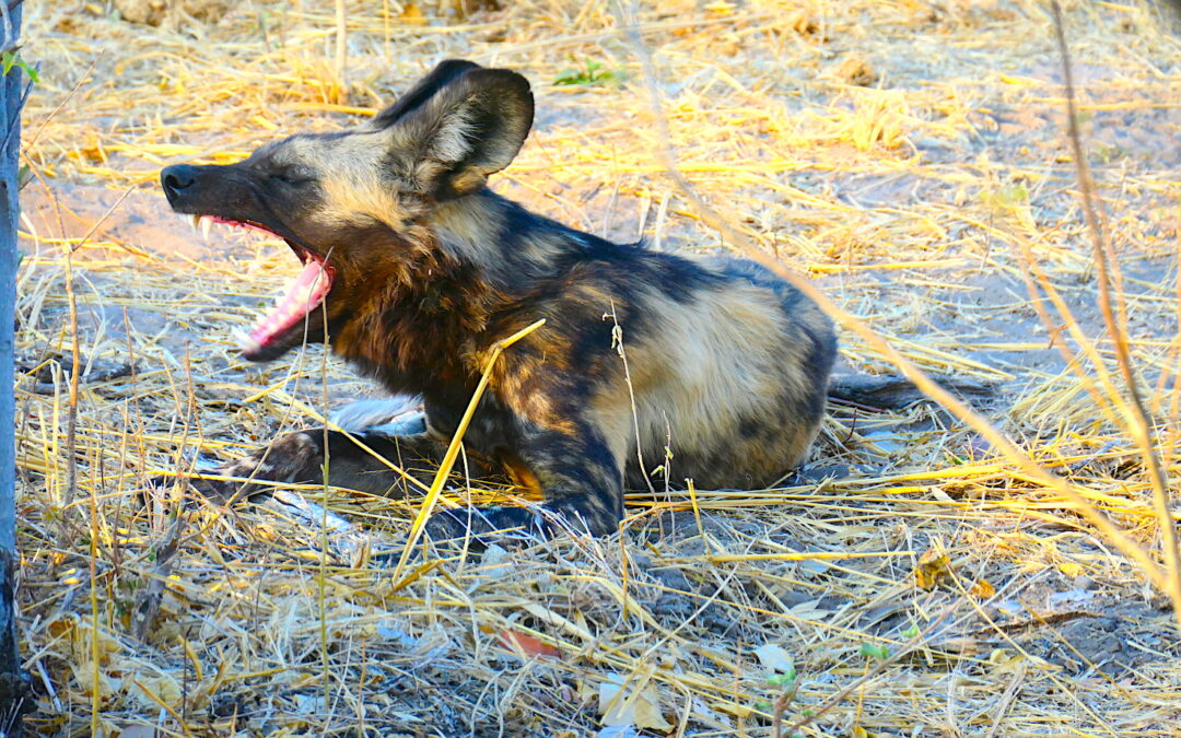 On Safari in Botswana with Brave Africa: Wild Dogs Hunt at Camp
