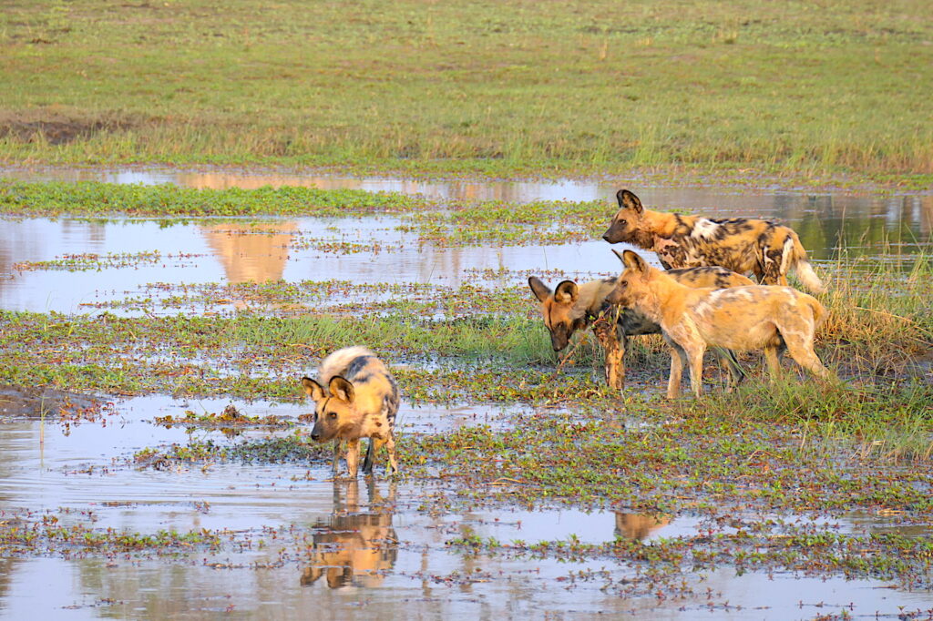 Wild dogs Botswana