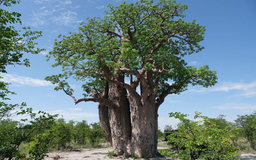 Baobab Tree in Nxai Pan