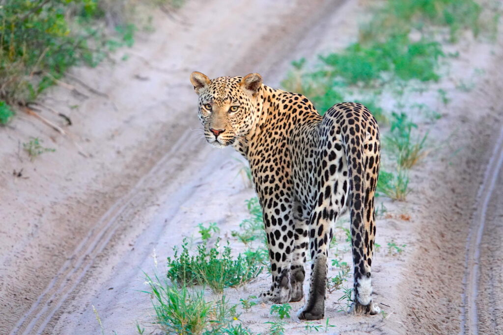Botswana leopards