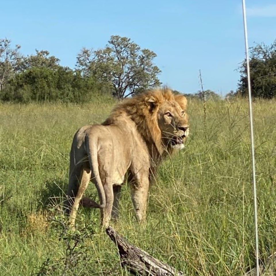 Safari lion close encounter