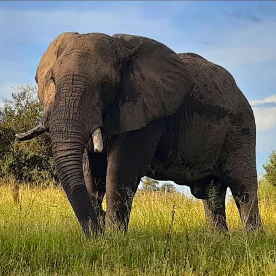 Elephant close up safari