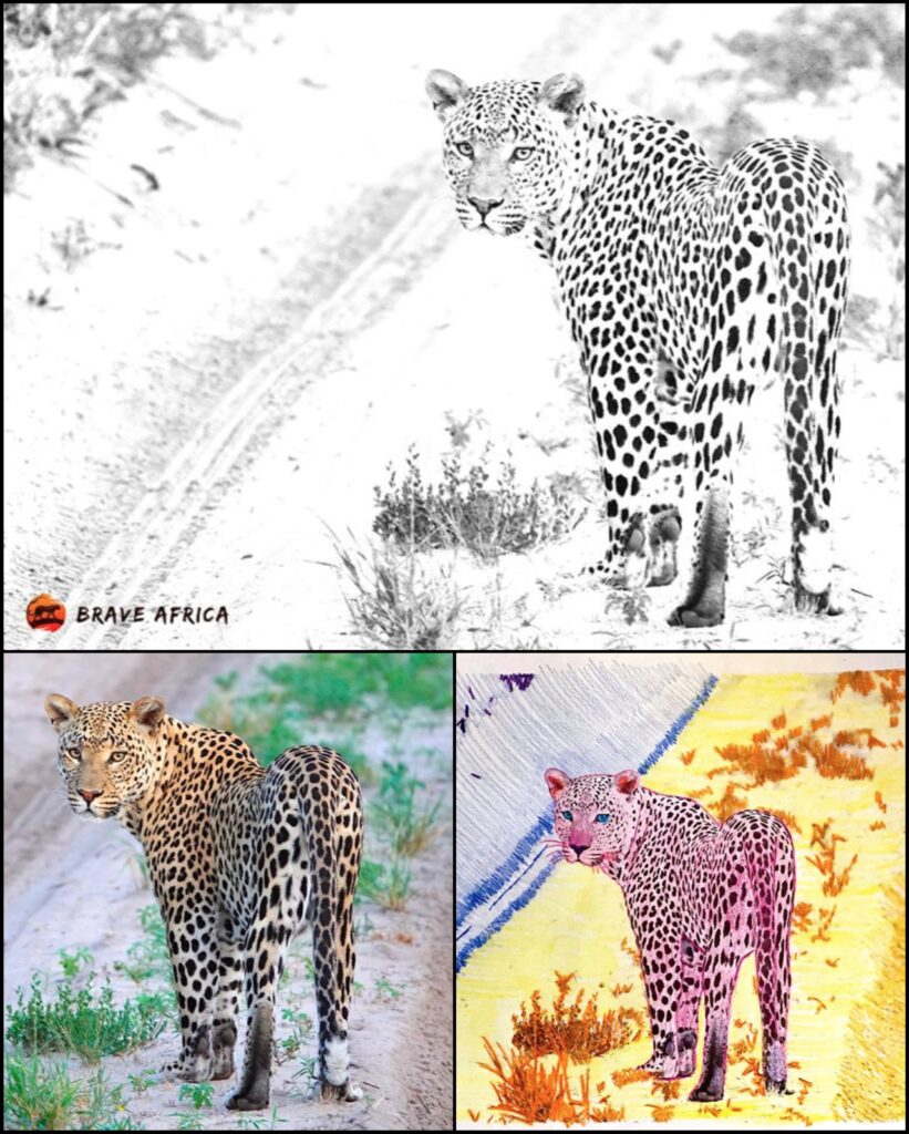Brave Africa coloring page leopard 1