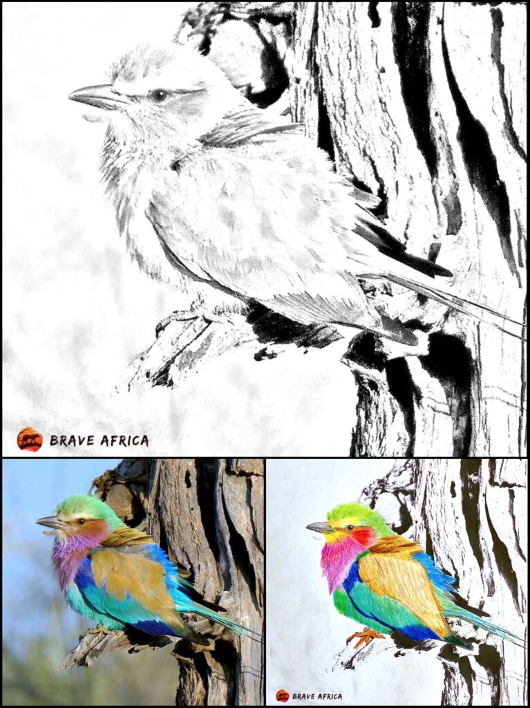 Brave Africa coloring page Bird 1