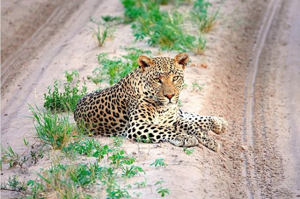 safari vacation in Botswana COVID-19