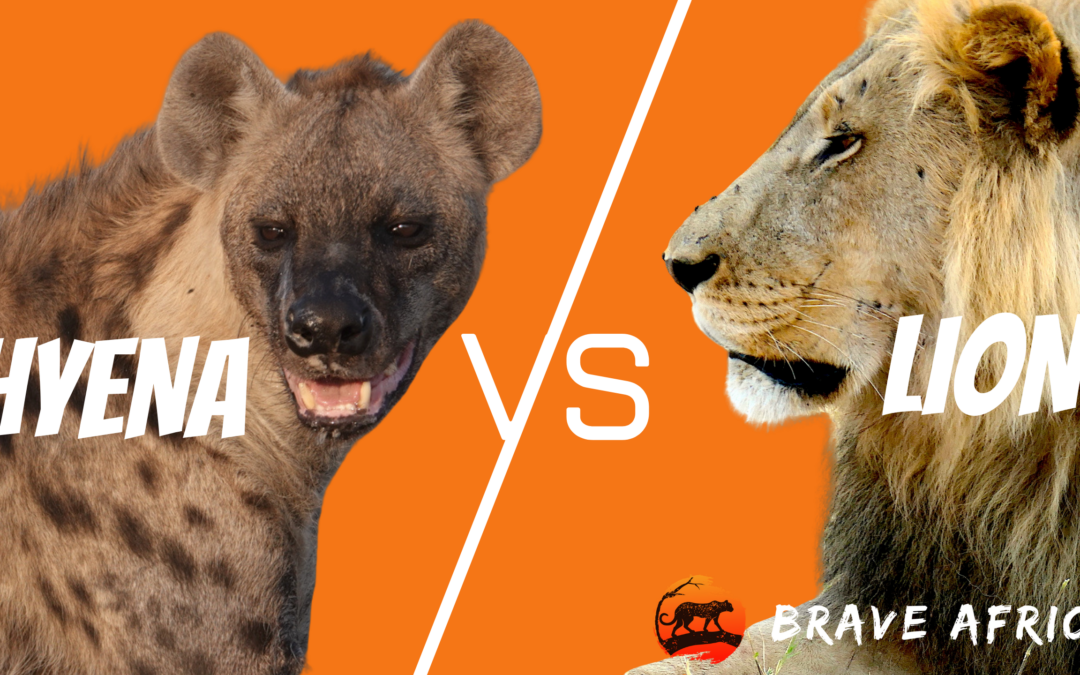 Incredible Botswana Safari Sightings: Lion VS Hyena