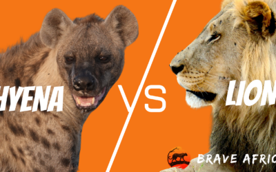 Incredible Botswana Safari Sightings: Lion VS Hyena