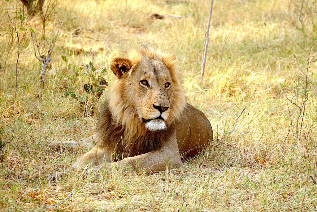 Botswana Cats - Lions