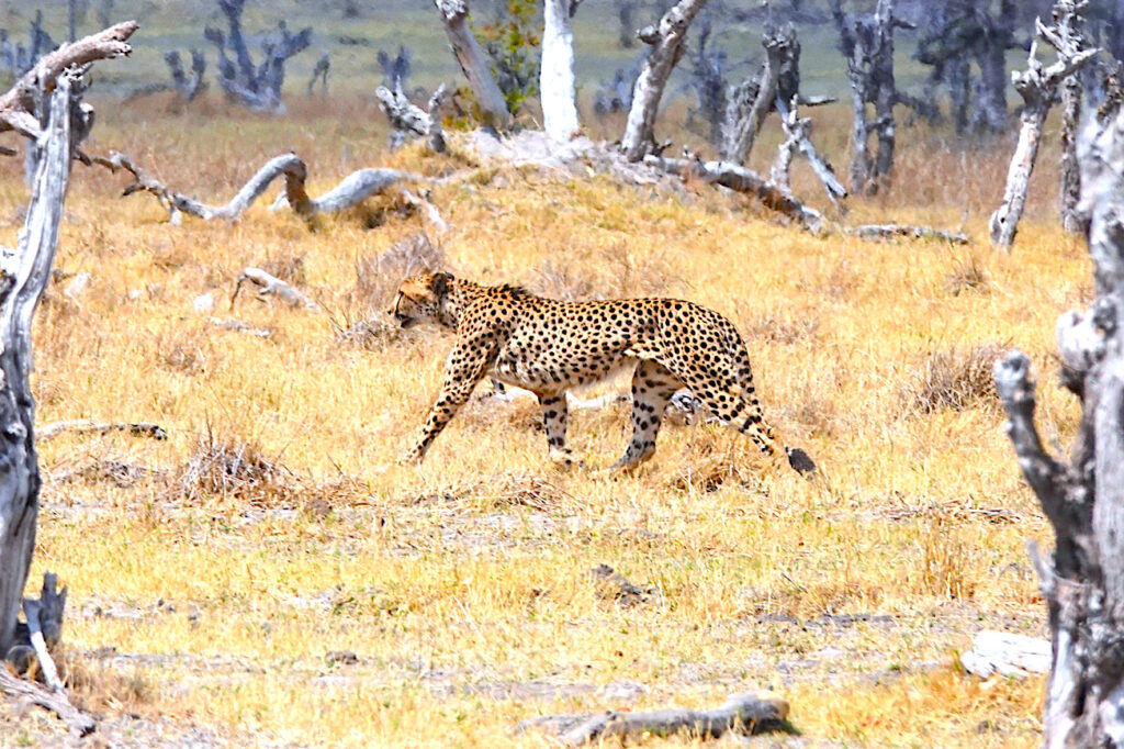 Cats in Botswana: Cheetahs