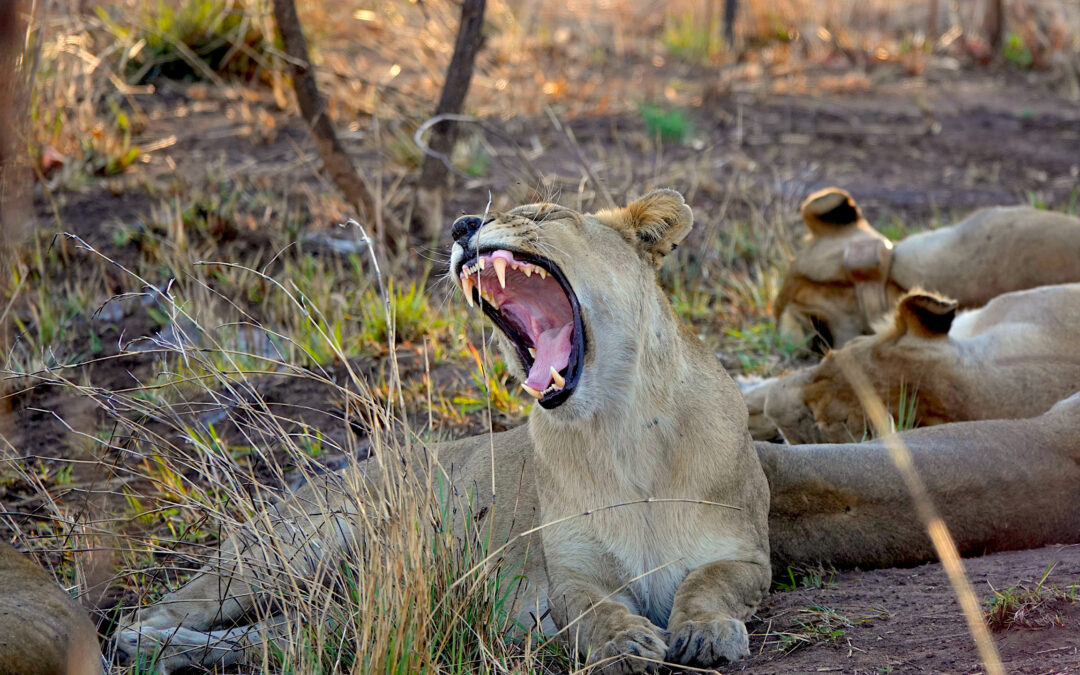 Lions of Botswana