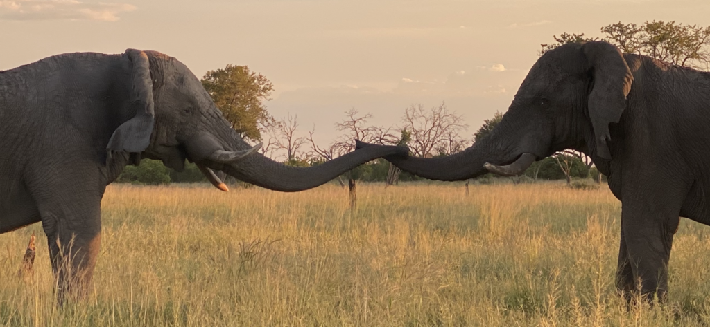 Elephants Touching Trunks