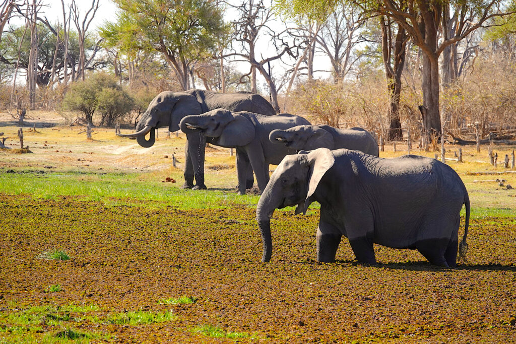 Botswana Elephants on Safari
