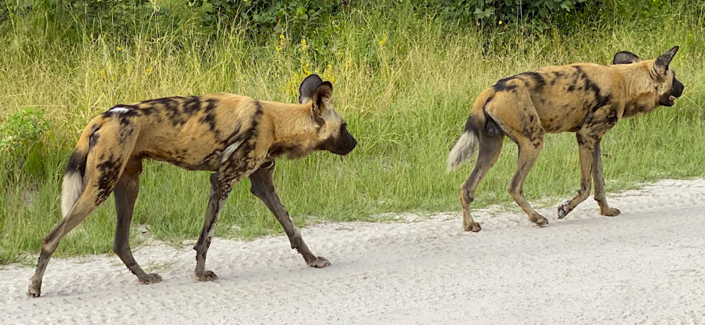 Botswana wild dogs