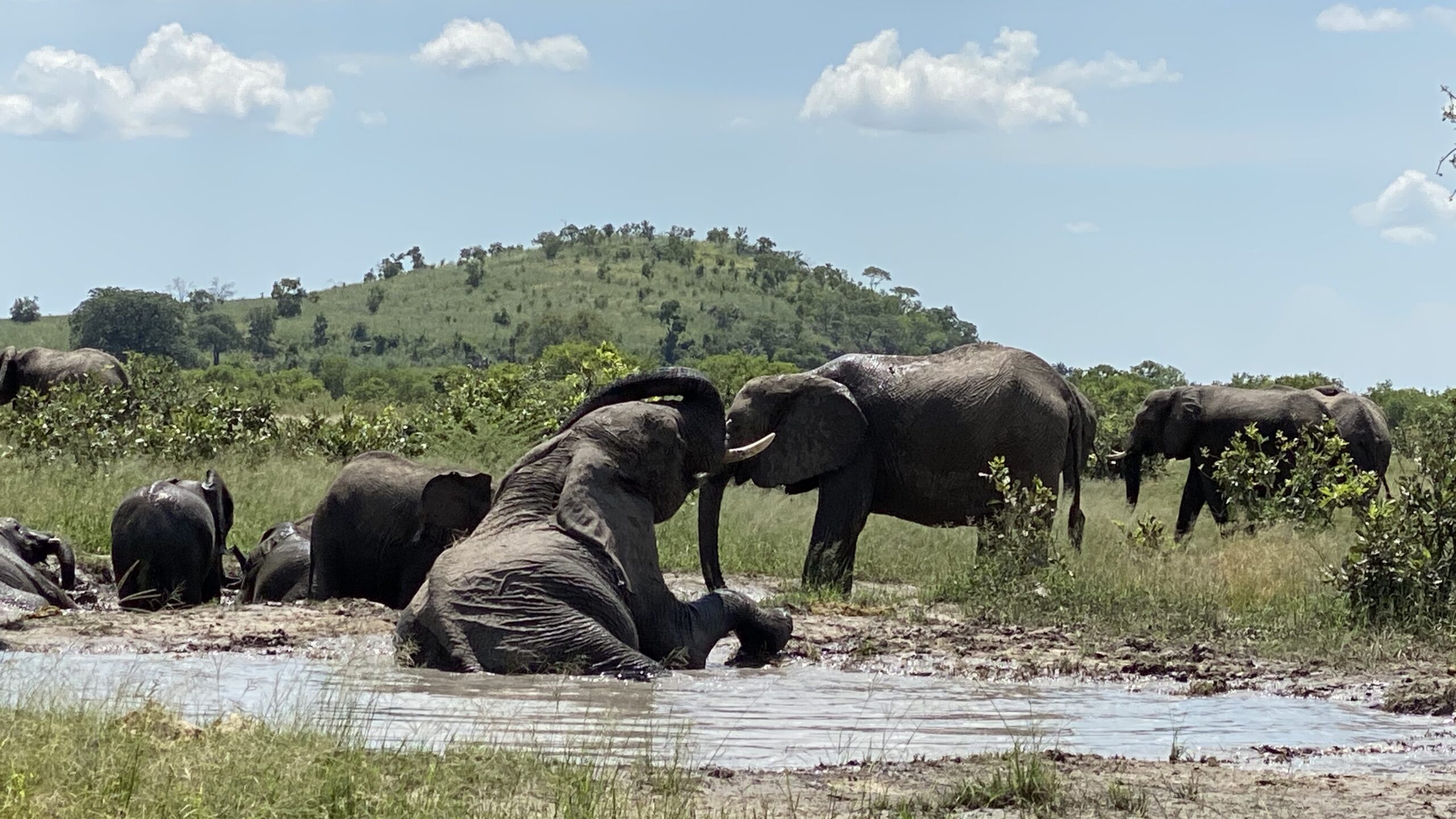 Elephant Mudbath Botswana