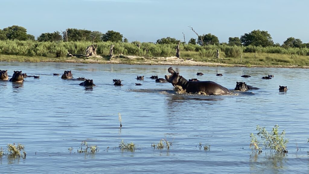 Hippo Family in Botswana