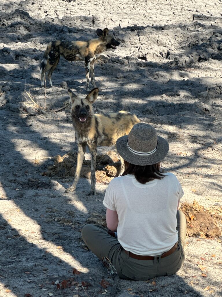 safari wildlife experience